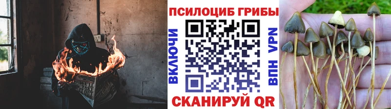 Псилоцибиновые грибы прущие грибы  Купить  Казань 